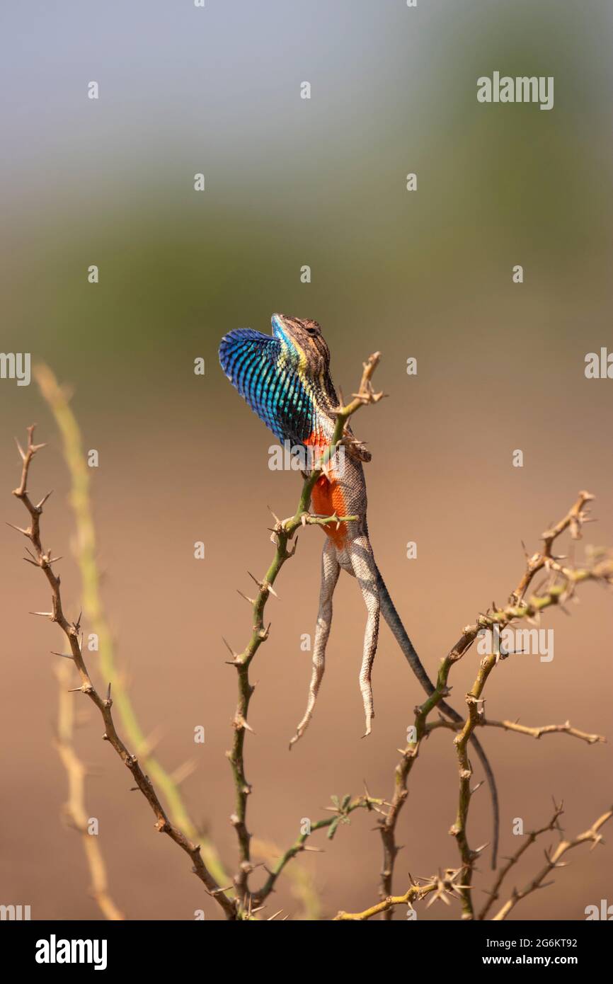 Fan throated Lizard, Sarada superba faisant un peu d'aérobic matinal, Pune, Maharashtra Banque D'Images