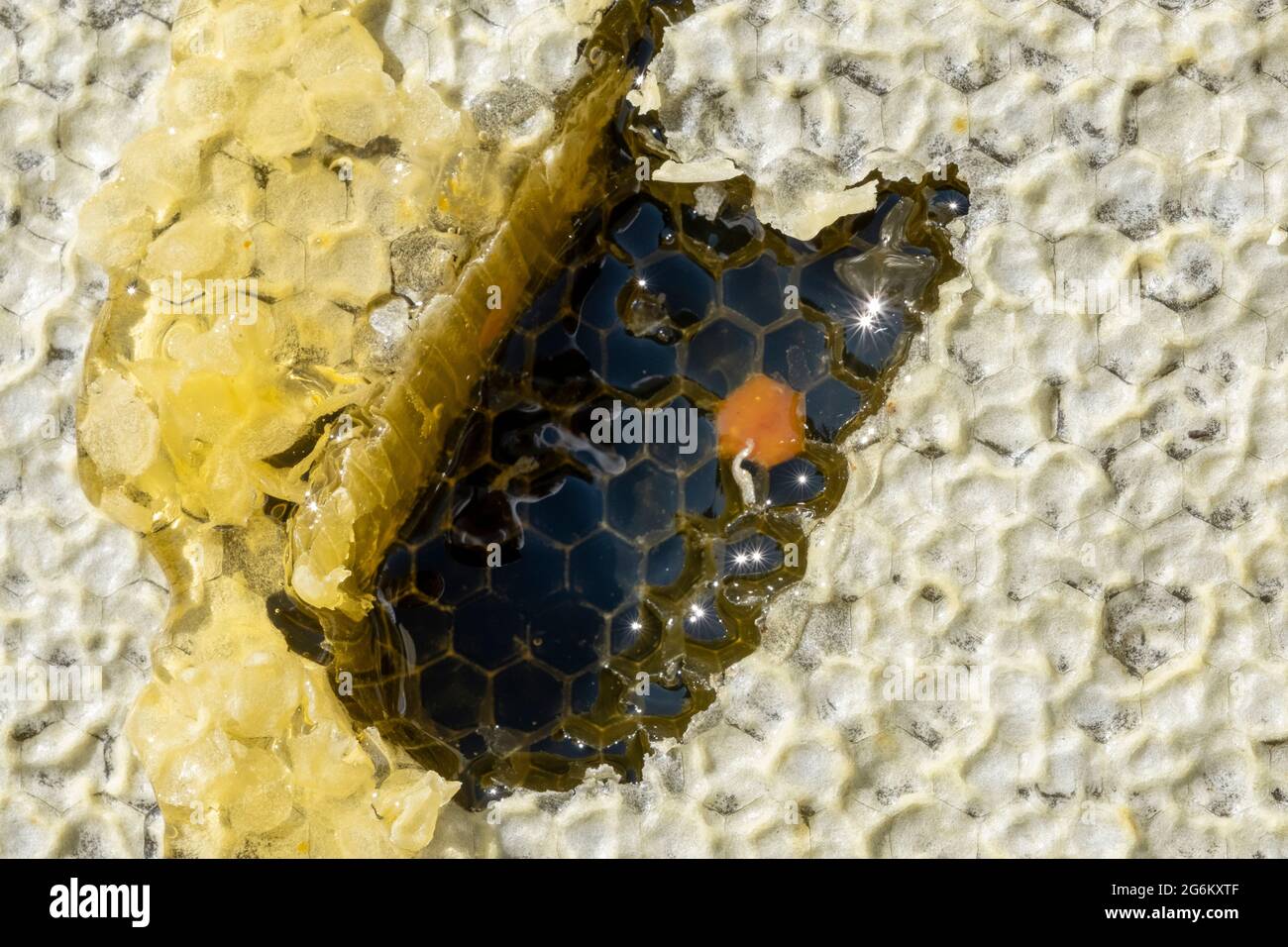 Un cadre de nid d'abeille dans un apiaire de Canterbury près des Alpes du Sud de l'île du Sud. Image de Bradley White Banque D'Images