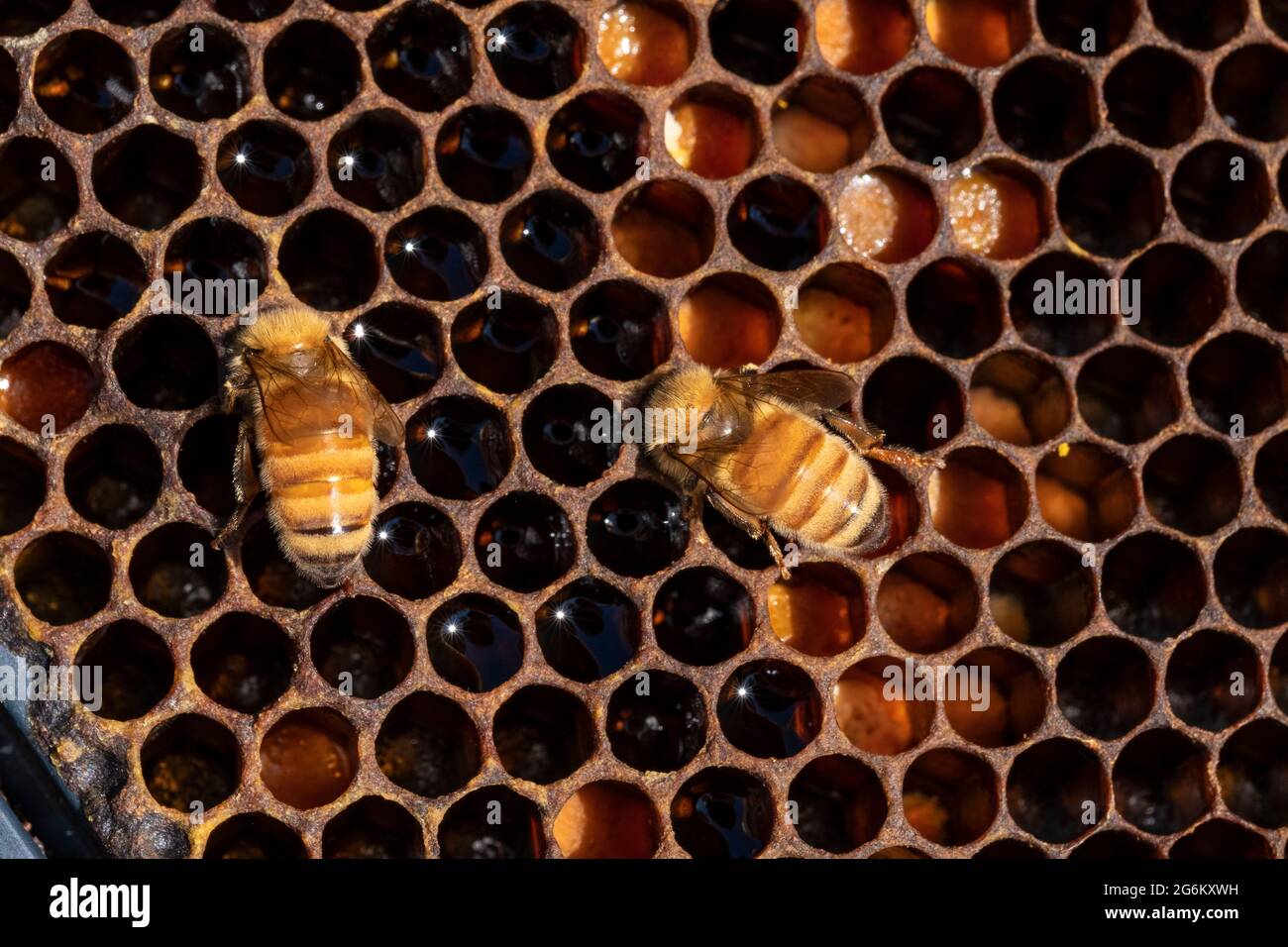 Abeilles sur un cadre dans un apiaire de Canterbury près des Alpes du Sud de l'île. Image de Bradley White Banque D'Images