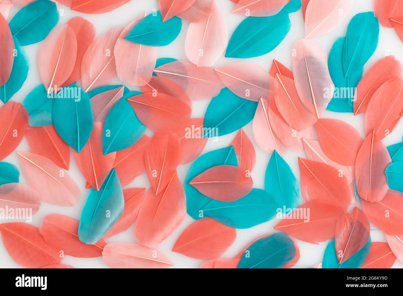Plumes de corail et turquoise sur fond blanc Banque D'Images