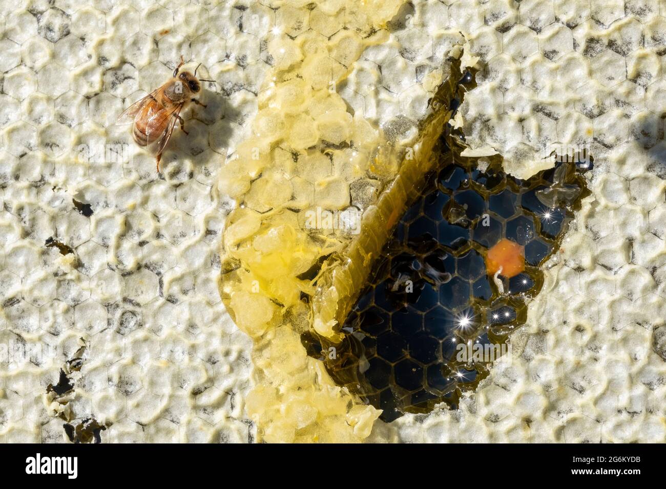 Une abeille sur un cadre de nid d'abeille dans un apiaire de Canterbury près des Alpes du Sud de l'île. Image de Bradley White Banque D'Images