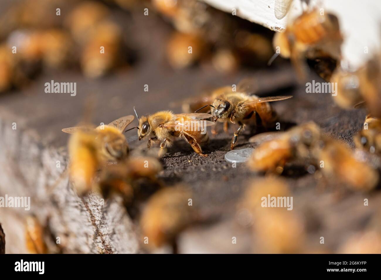 Les abeilles laissent une ruche dans un apiaire de Canterbury près des Alpes du Sud de l'île. Image de Bradley White Banque D'Images