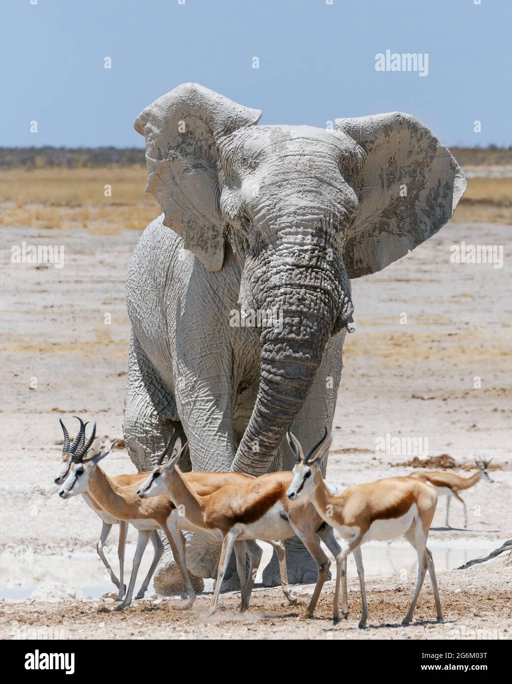 Éléphant d'Afrique, Loxodonta Africana, taureau devant le trou d'eau. Parc national d'Etosha, Namibie, Afrique Banque D'Images