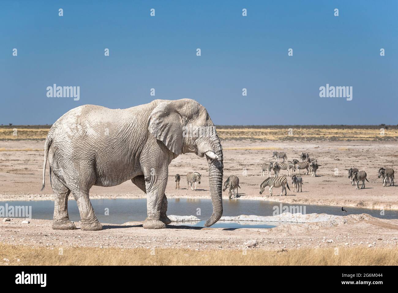 Éléphant d'Afrique, Loxodonta Africana, taureau et zèbres. Parc national d'Etosha, Namibie, Afrique Banque D'Images