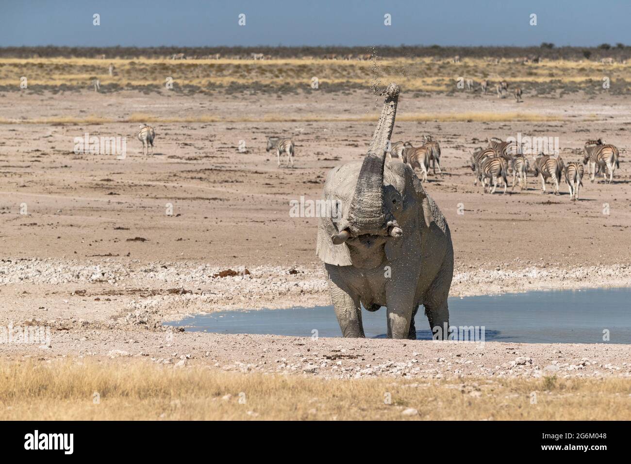 Éléphant d'Afrique, Loxodonta Africana, taureau et zèbres. Parc national d'Etosha, Namibie, Afrique Banque D'Images