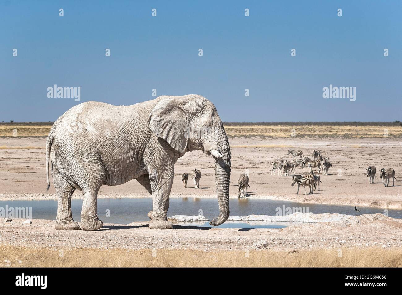 Éléphant d'Afrique, Loxodonta Africana, taureau et zèbres. Parc national d'Etosha, Namibie, Afrique Banque D'Images