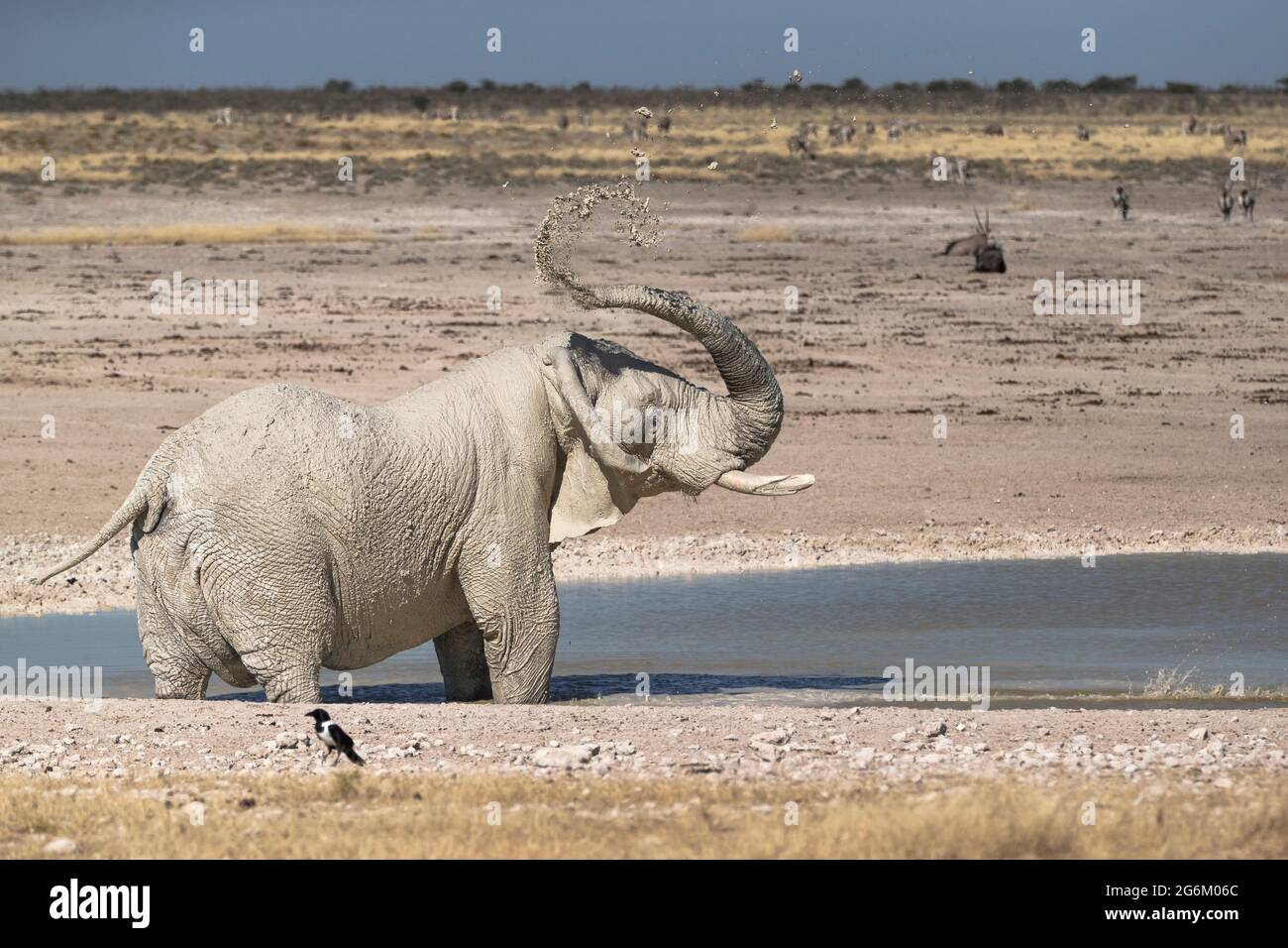 L'éléphant d'Afrique, Loxodonta Africana, taureau jeter la boue sur son corps dans un trou d'arrosage. Parc national d'Etosha, Namibie, Afrique Banque D'Images