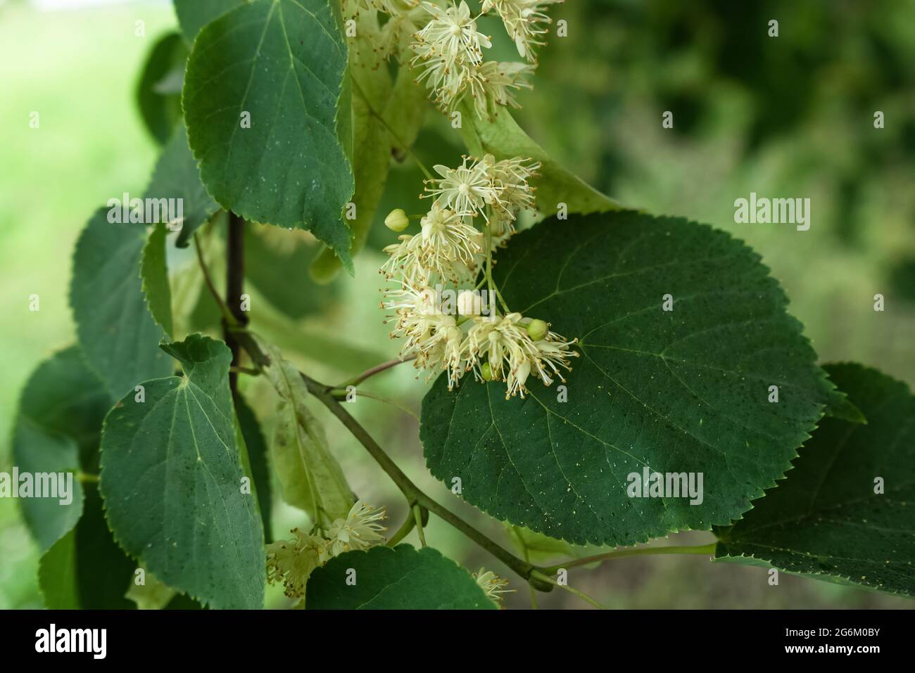 vue rapprochée des fleurs de tilleul parfumées fraîches Banque D'Images