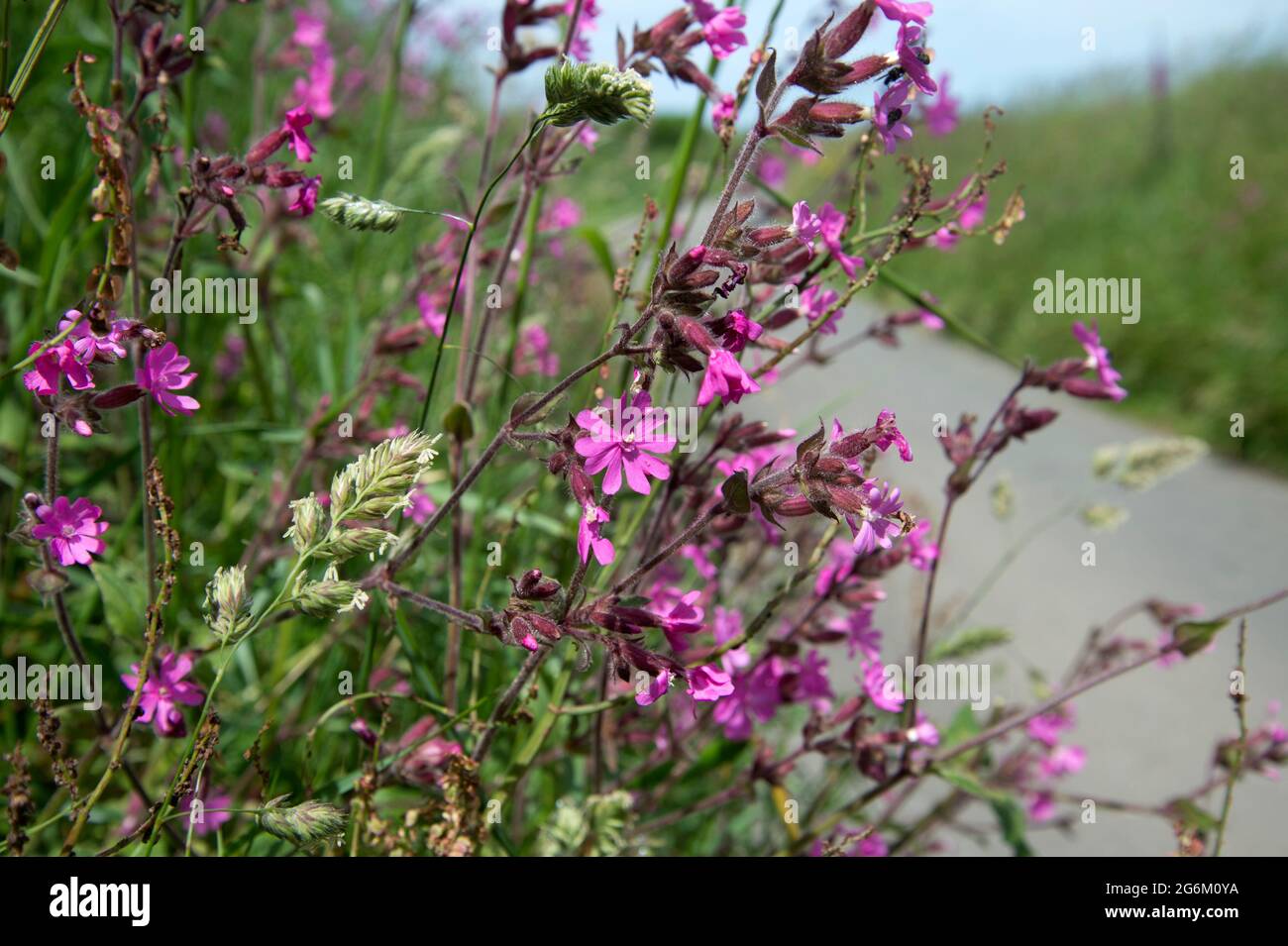 Dale, Pembrokeshire, pays de Galles. Route de campagne avec campion rouge croissant dans le hedgerow. Banque D'Images