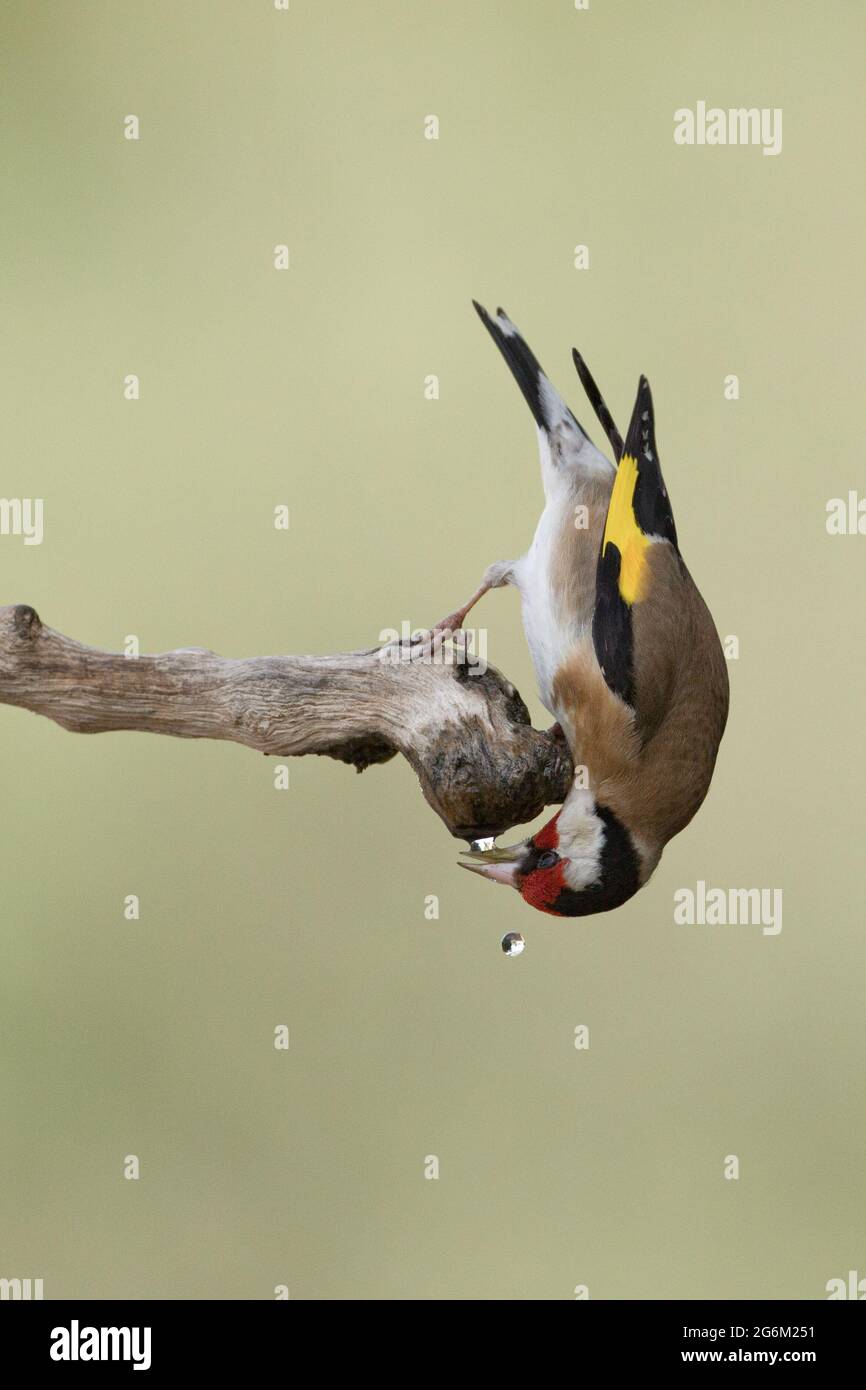 Égordfinch européen (Carduelis carduelis) perché sur une branche. Ces oiseaux sont des mangeurs de graines bien qu'ils mangent des insectes en été. Avec une attention sélective Banque D'Images