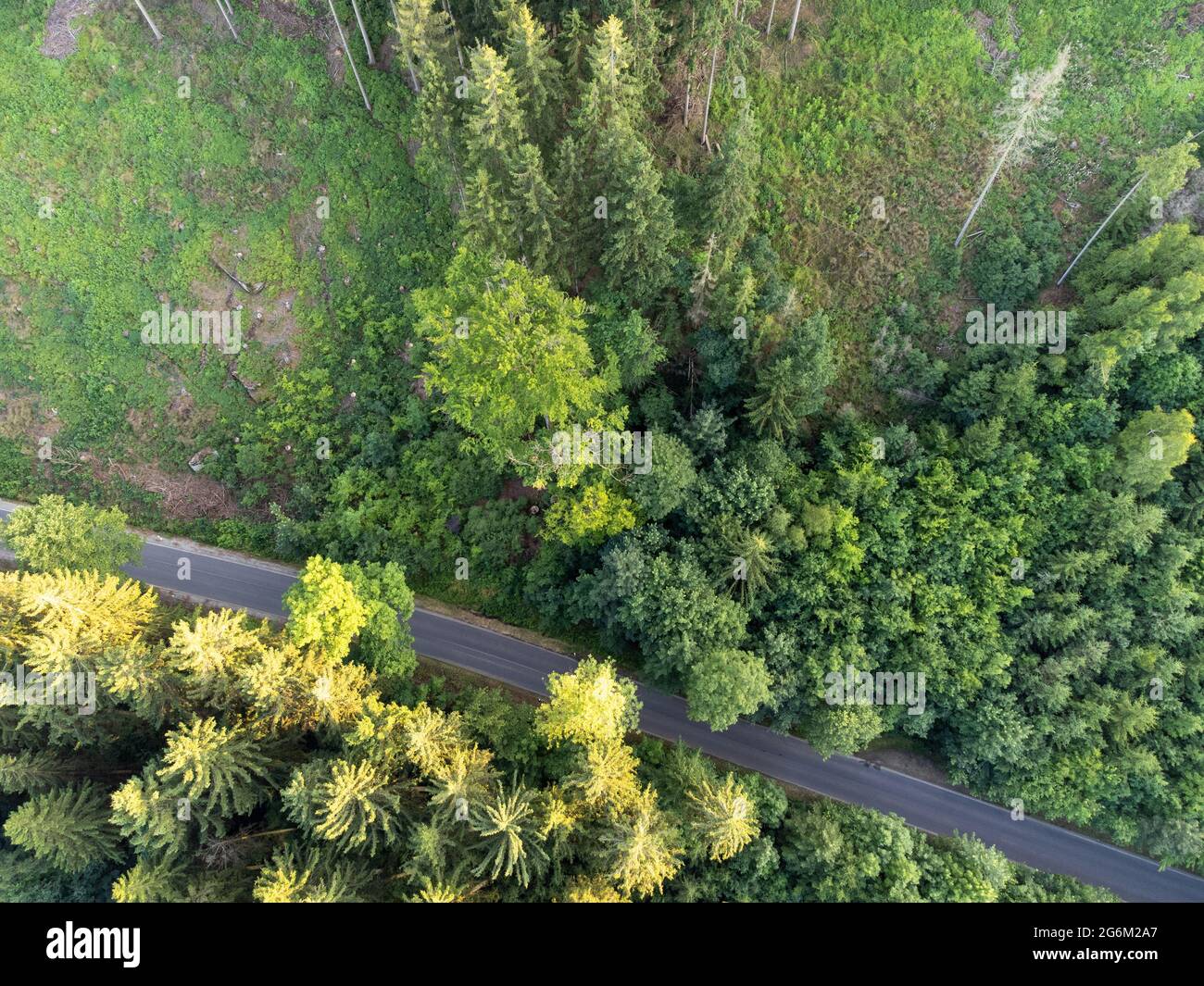 Vue de dessus de la forêt avec la route Banque D'Images