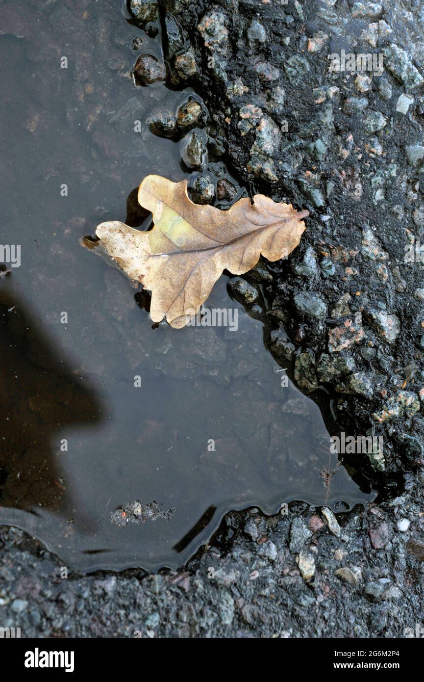 une feuille de chêne d'automne flottant dans l'eau dans le pothole en bord de route Banque D'Images