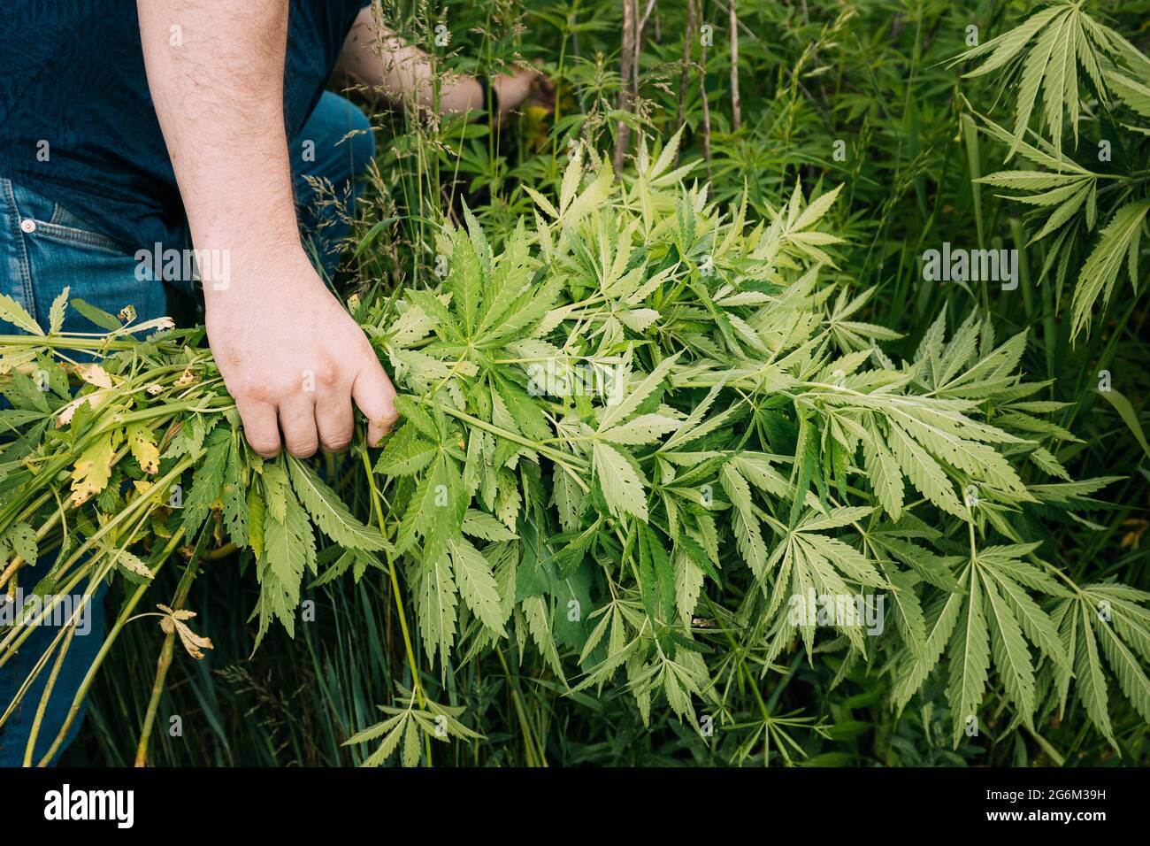 Homme choisissant tenant Heap Bunch légal cannabis à la marijuana verte Sprout dans ses mains. Cannabis belle plante de cannabis à la marijuana. Gros plan Banque D'Images