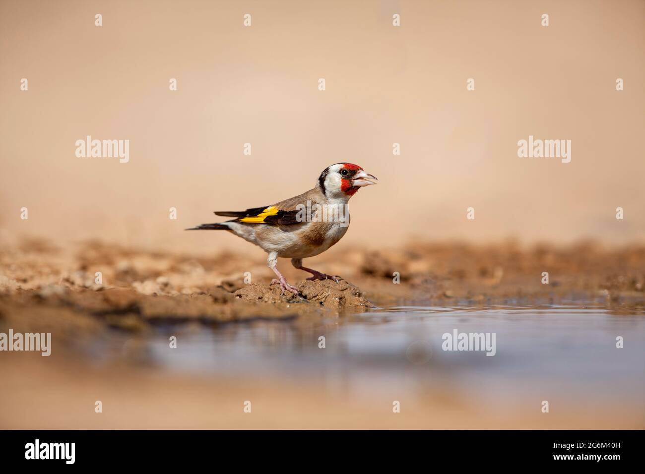 L'égorfque européen (Carduelis carduelis) près de l'eau. Ces oiseaux sont des mangeurs de graines bien qu'ils mangent des insectes en été. Photographié dans le negev de Banque D'Images