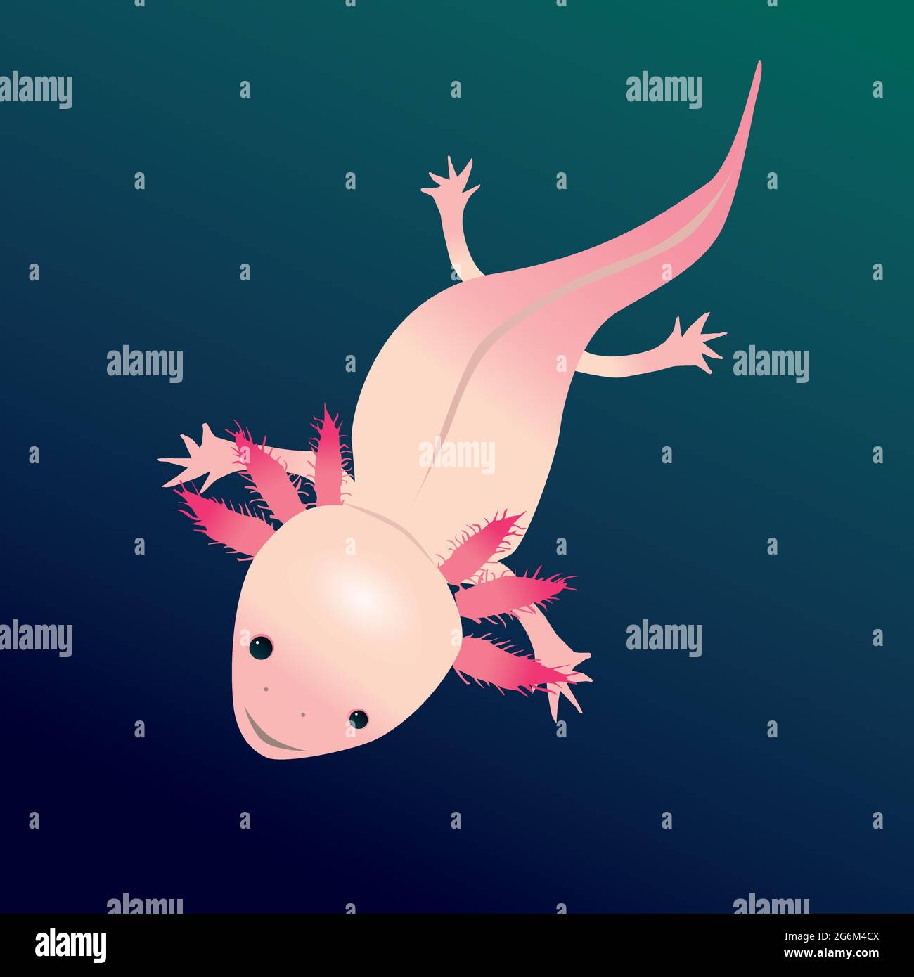 Dessin vectoriel numérique d'un axolotl. La salamandre nageait dans l'eau avec un fond aquatique coloré. Vous voyez l'animal sur son dos. Illustration de Vecteur