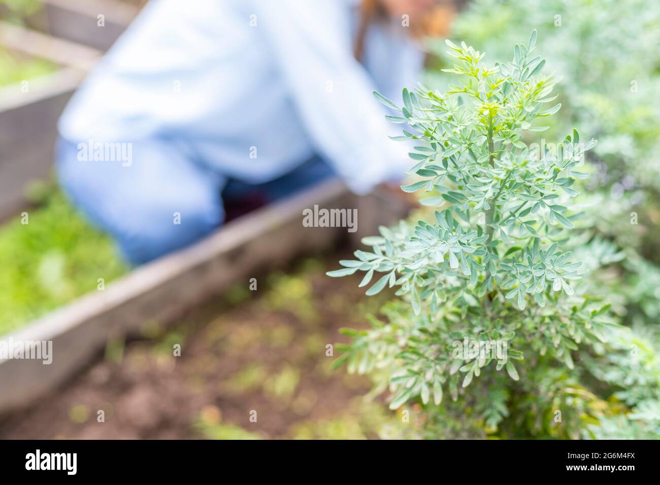 foyer sélectif d'une plante de rue dans le jardin avec une femme hors foyer en arrière-plan Banque D'Images