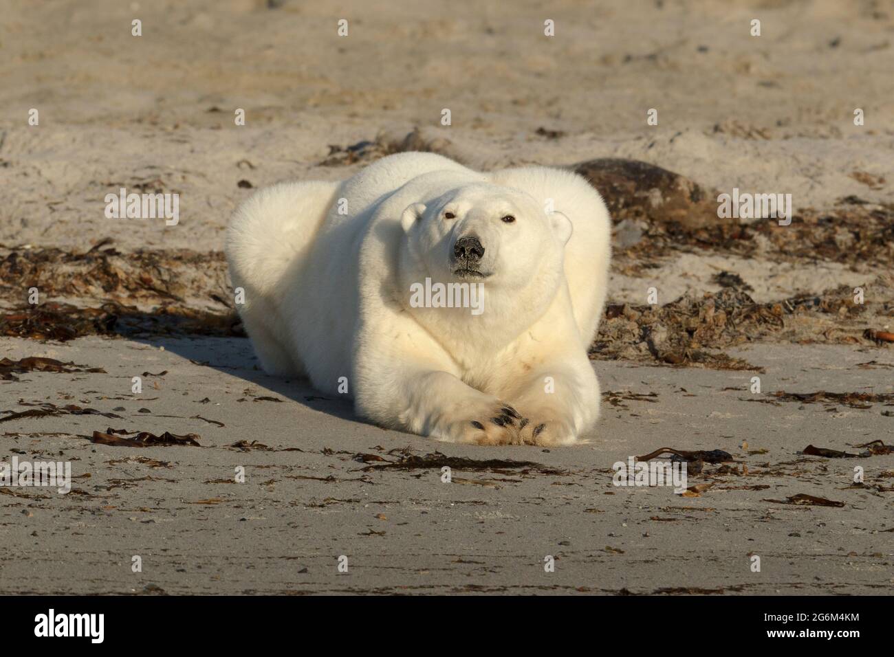 Ours polaire sur la plage Banque de photographies et d’images à haute résolution Alamy
