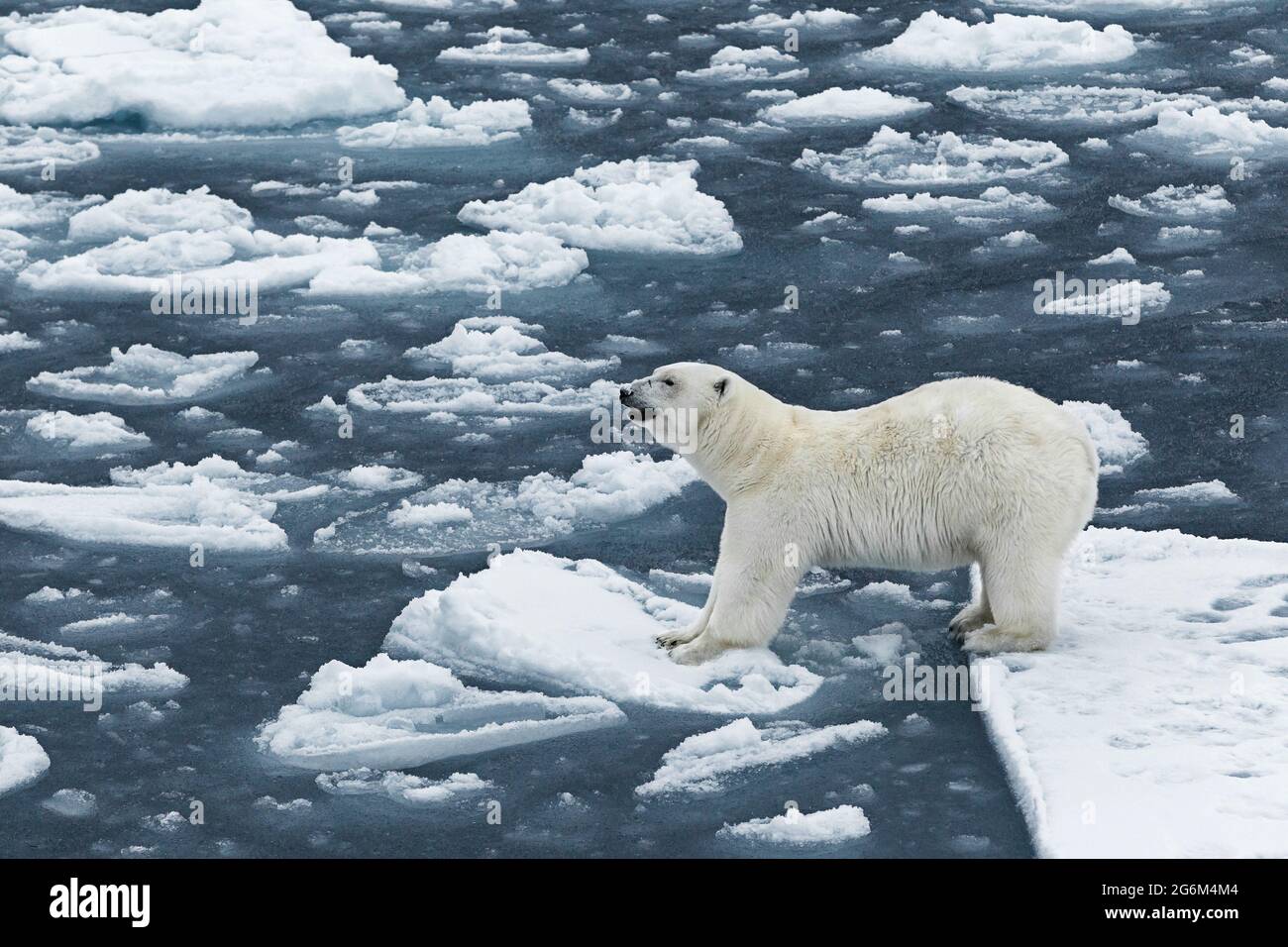 Ours polaire (Ursus maritimus) sur l'iceberg. Svalbard, Spitzbergen, Norvège, Arctique Banque D'Images