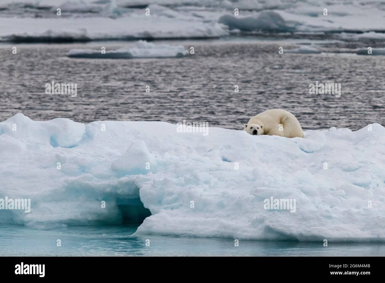 Ours polaire (Ursus maritimus) sur l'iceberg. Svalbard, Spitzbergen, Norvège, Arctique Banque D'Images
