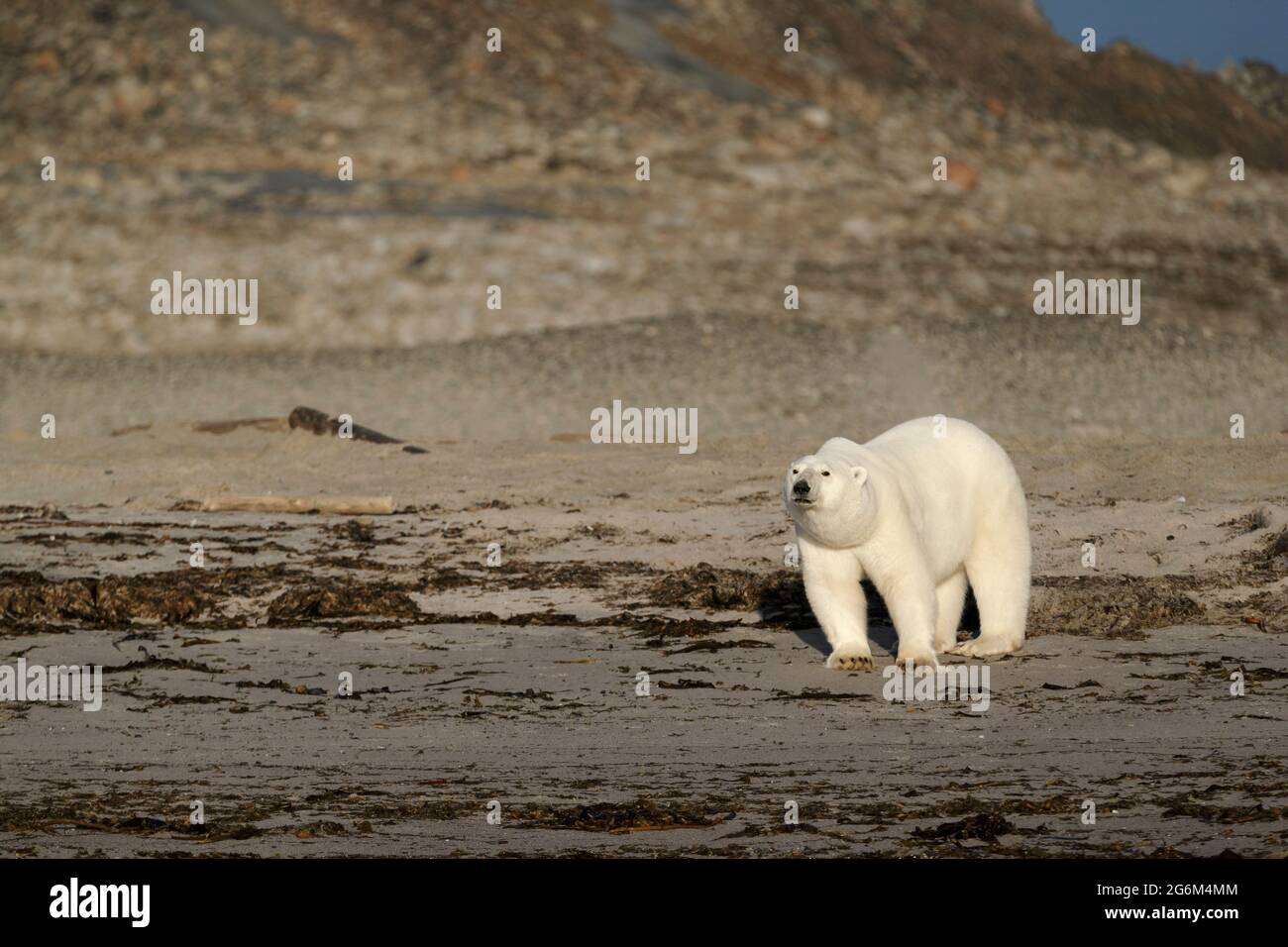 Ours polaire sur la plage Banque de photographies et d’images à haute résolution Alamy