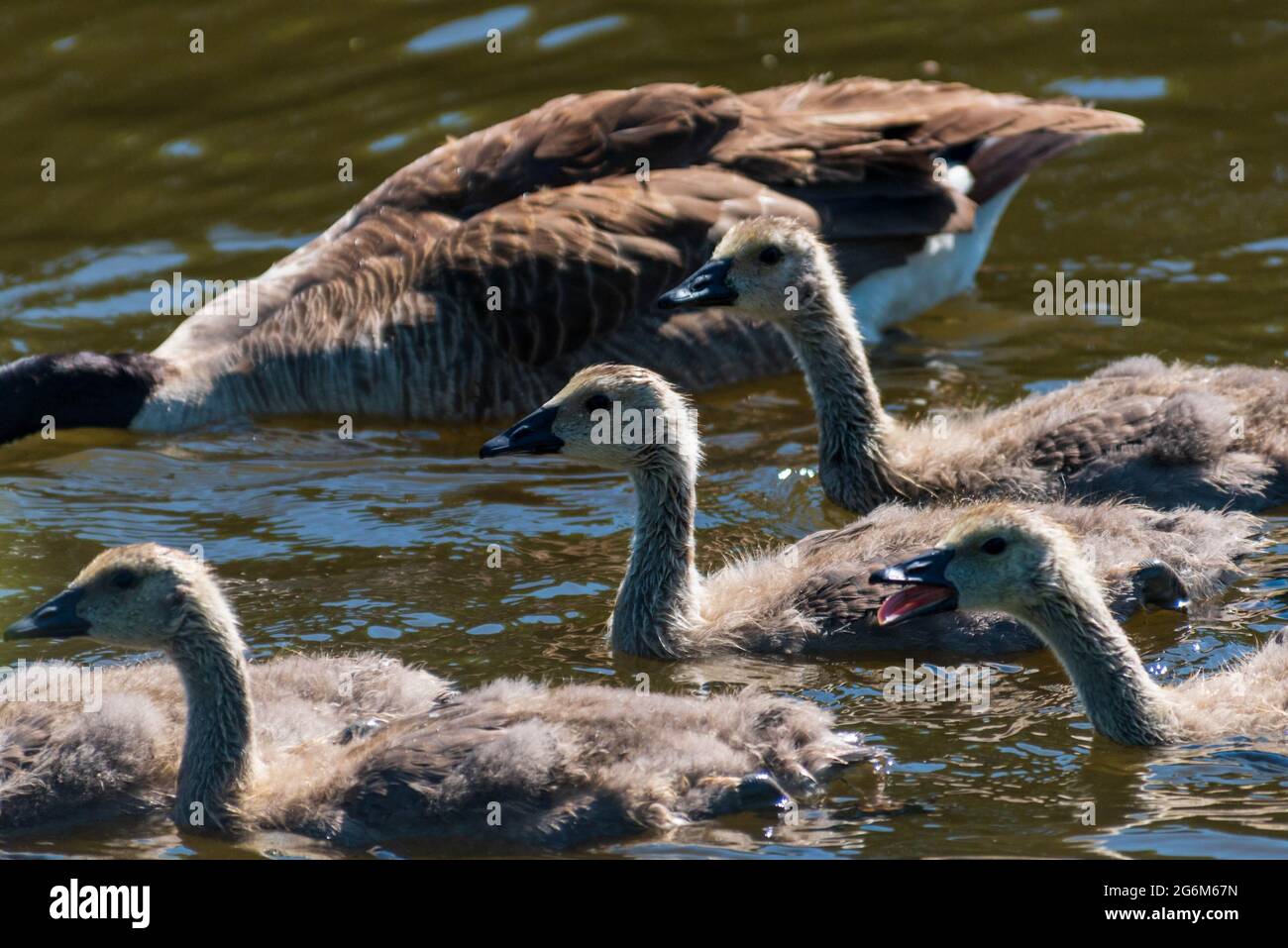 Poussins d'oie canadiens flottant sur une rivière. Banque D'Images