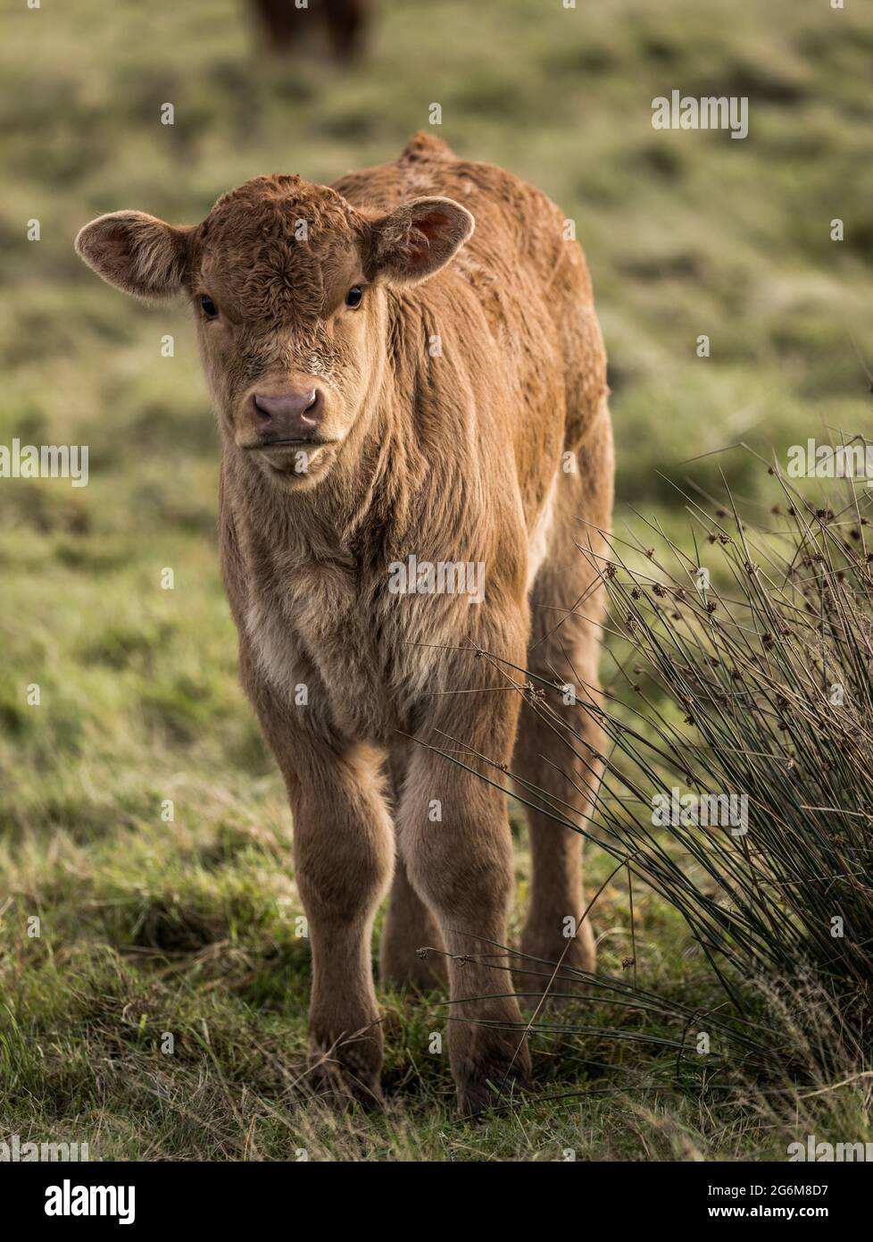 Petit jeune veau brun clair regardant dans l'appareil photo dans un champ vert Norfolk Angleterre Banque D'Images