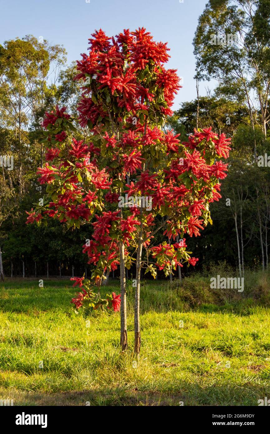 Un arbre appelé Pau Formiga 'Ant Stick' (AMERICAN TRIPLARIS), plein de fleurs dans un parc public de la ville. Banque D'Images