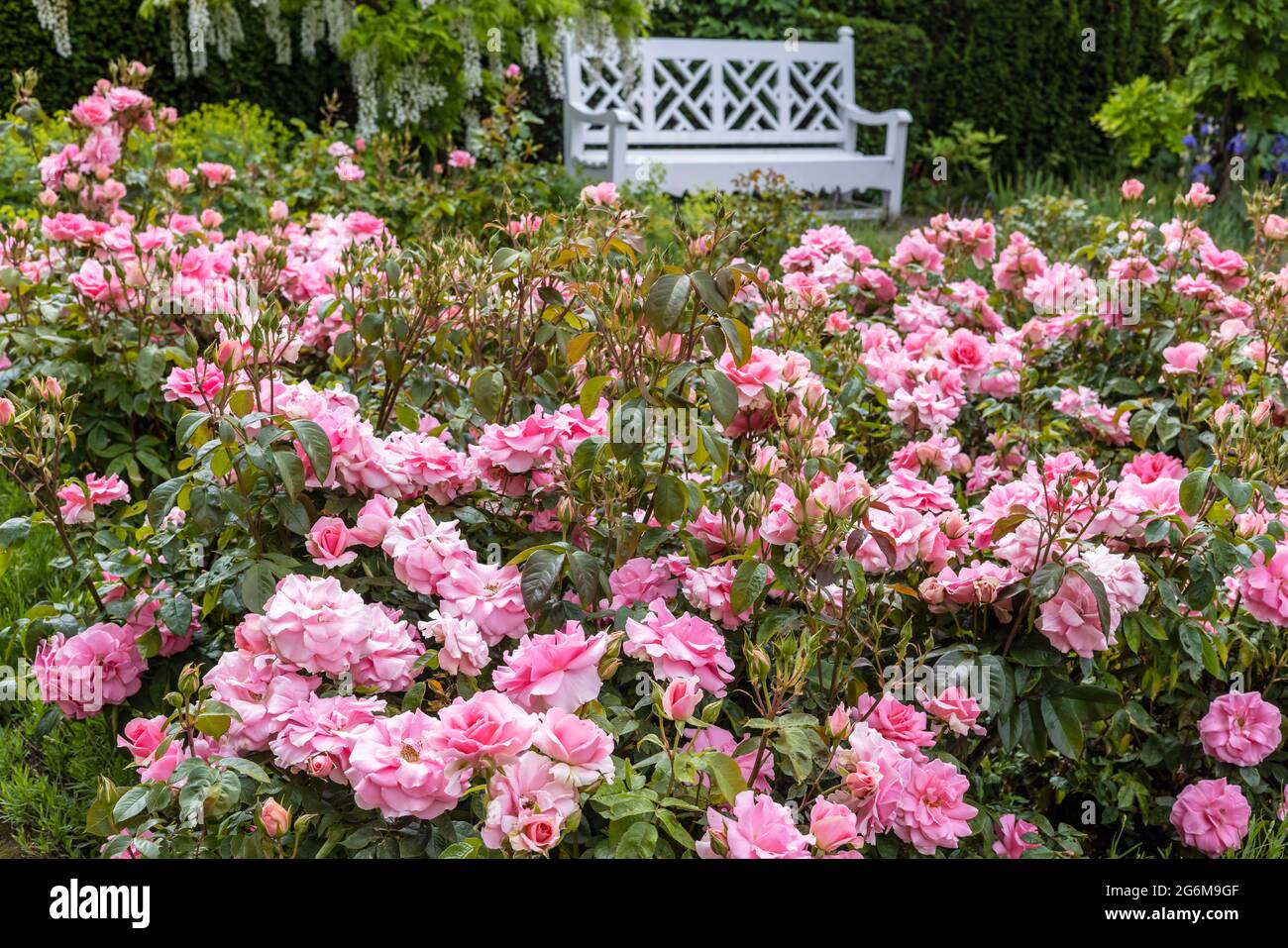 Petit jardin de roses avec roses floribunda roses et banc de jardin blanc en arrière-plan. Banque D'Images