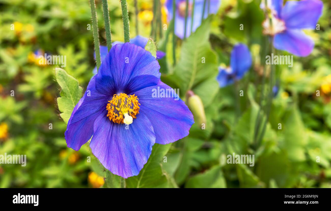 Meconopsis bleu vif également connu sous le nom de fleur de pavot bleu gros plan. Banque D'Images