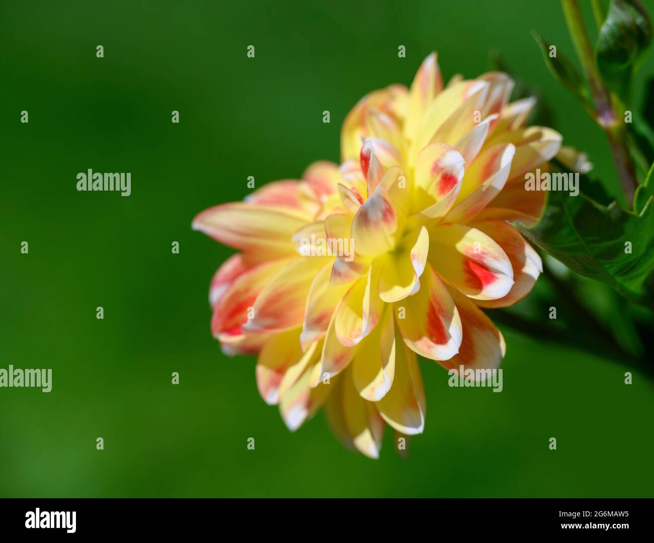 Vue latérale d'une belle fleur de Dahlia rose et jaune sur un arrière-plan de pelouse vert hors foyer Banque D'Images