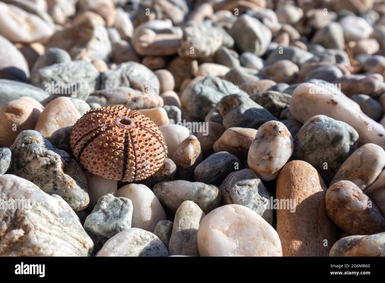 Coquille d'oursin rose (squelette) gros plan sur la plage de galets en pierre sur la mer Méditerranée en Grèce. Épineux, animaux globuleux, échinodermes ronds coques dures Banque D'Images