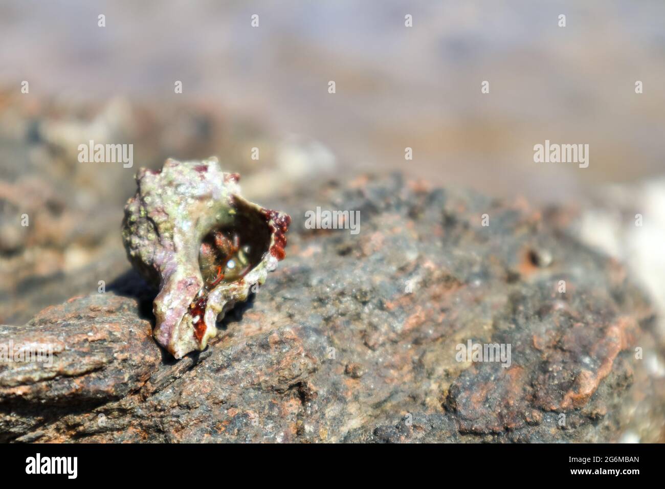 Crabe hermite caché dans la coquille dure du mollusque près de la surface de la roche sous le soleil d'été méditerranéen sur la rive de la mer. La vie sauvage marine Banque D'Images