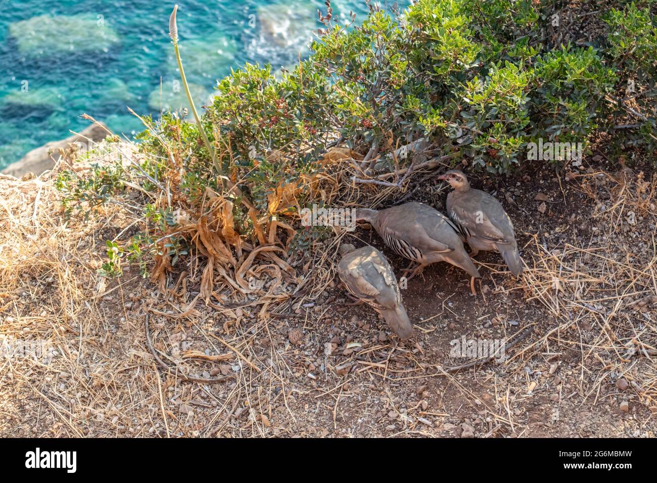 La partridge rocheuse (Alectoris graeca) groupe d'alimentation, famille des faisans. Observation d'oiseaux sur le bord rocheux de la côte méditerranéenne bleue de la mer, cap Sounion, Atti Banque D'Images