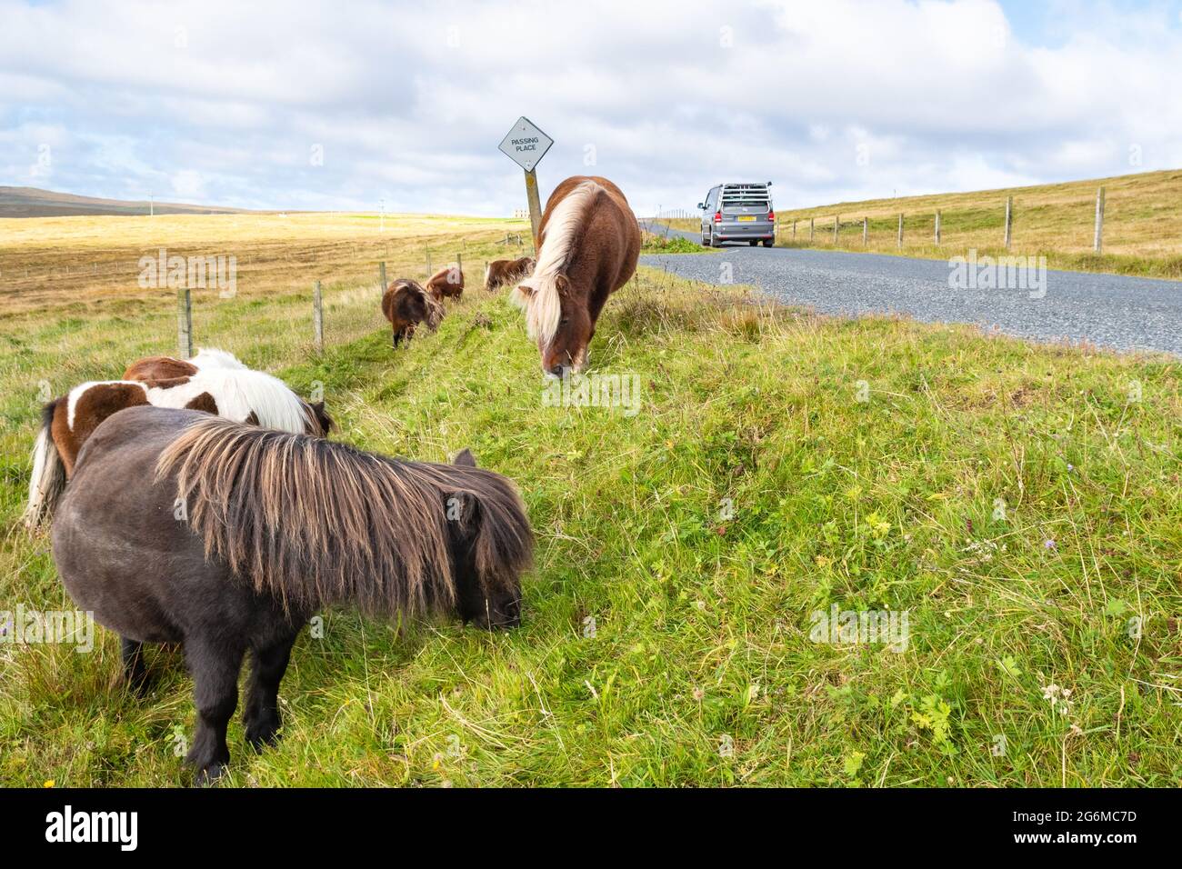 Shetland ponies à côté de la route et campervan sur Shetland Islands Road trip - Unst, Shetland Islands, Écosse, Royaume-Uni Banque D'Images