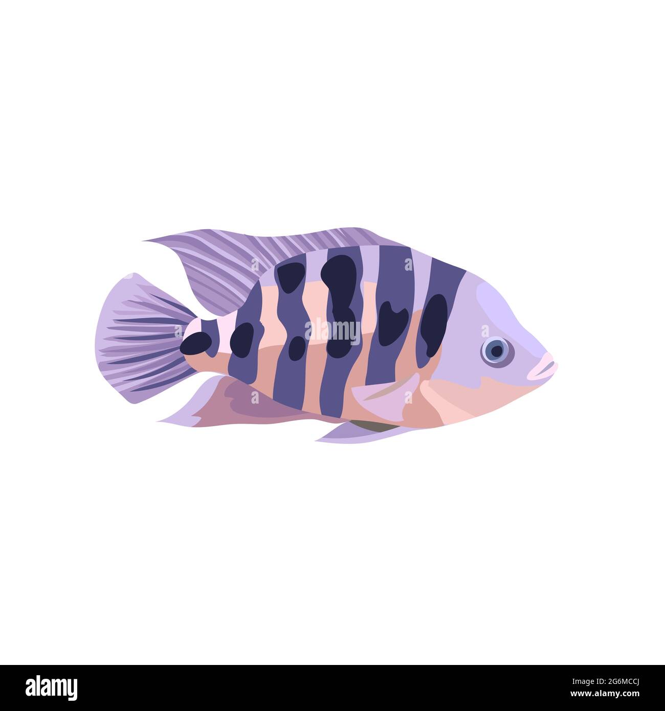 Illustrations de dessins animés de poissons cichlidés isolés sur fond blanc. Illustration de Vecteur