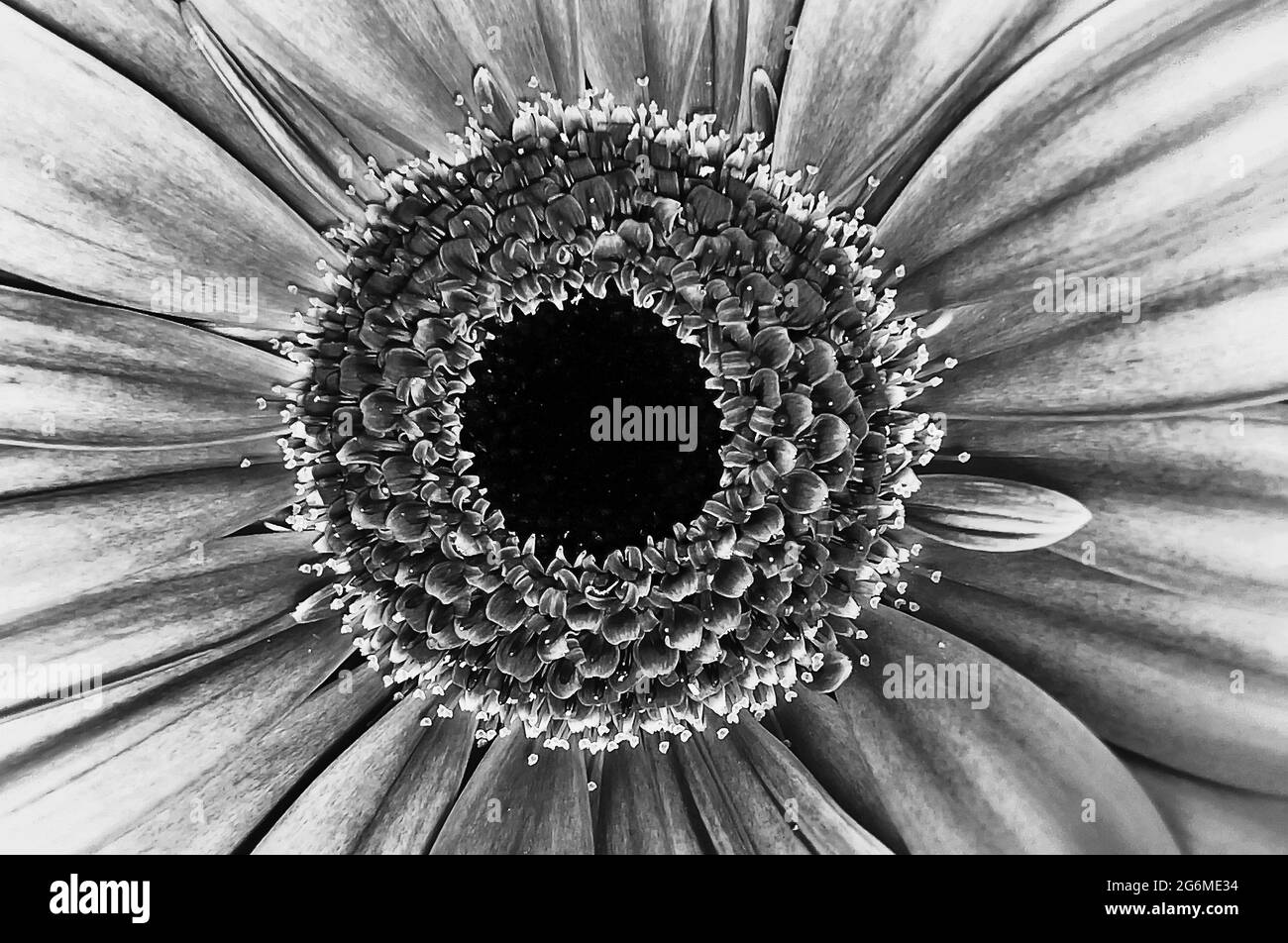 Fleur BW Banque D'Images