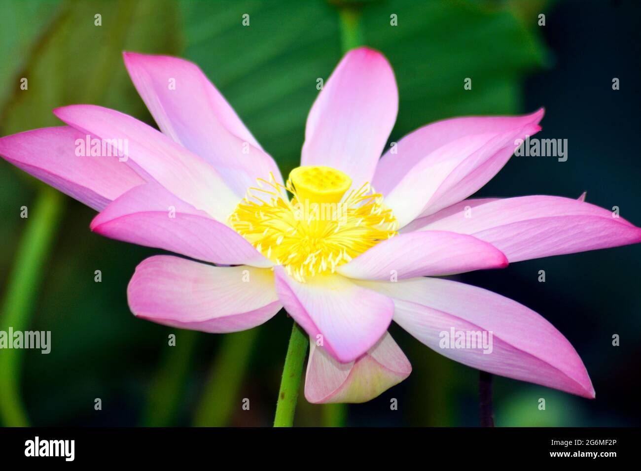 Un gros plan d'une fleur de Lotus Banque D'Images
