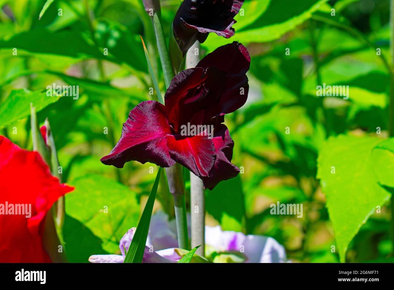 Pics de fleurs Gladiolus dans une variété de couleurs dans les gammes rouges dans un aspect horizontal -01 Banque D'Images