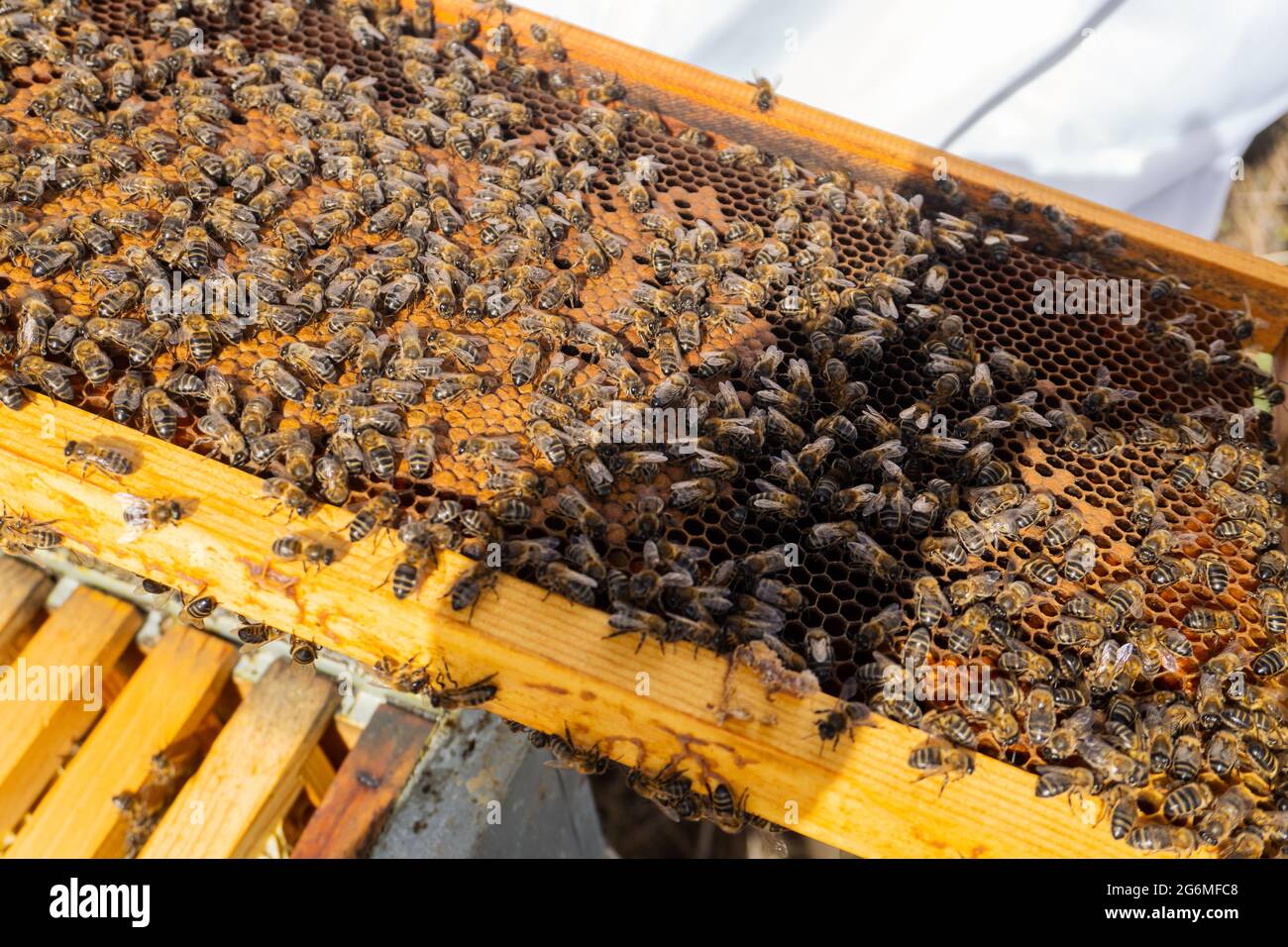 Photo détaillée d'une ruche d'abeille. Banque D'Images