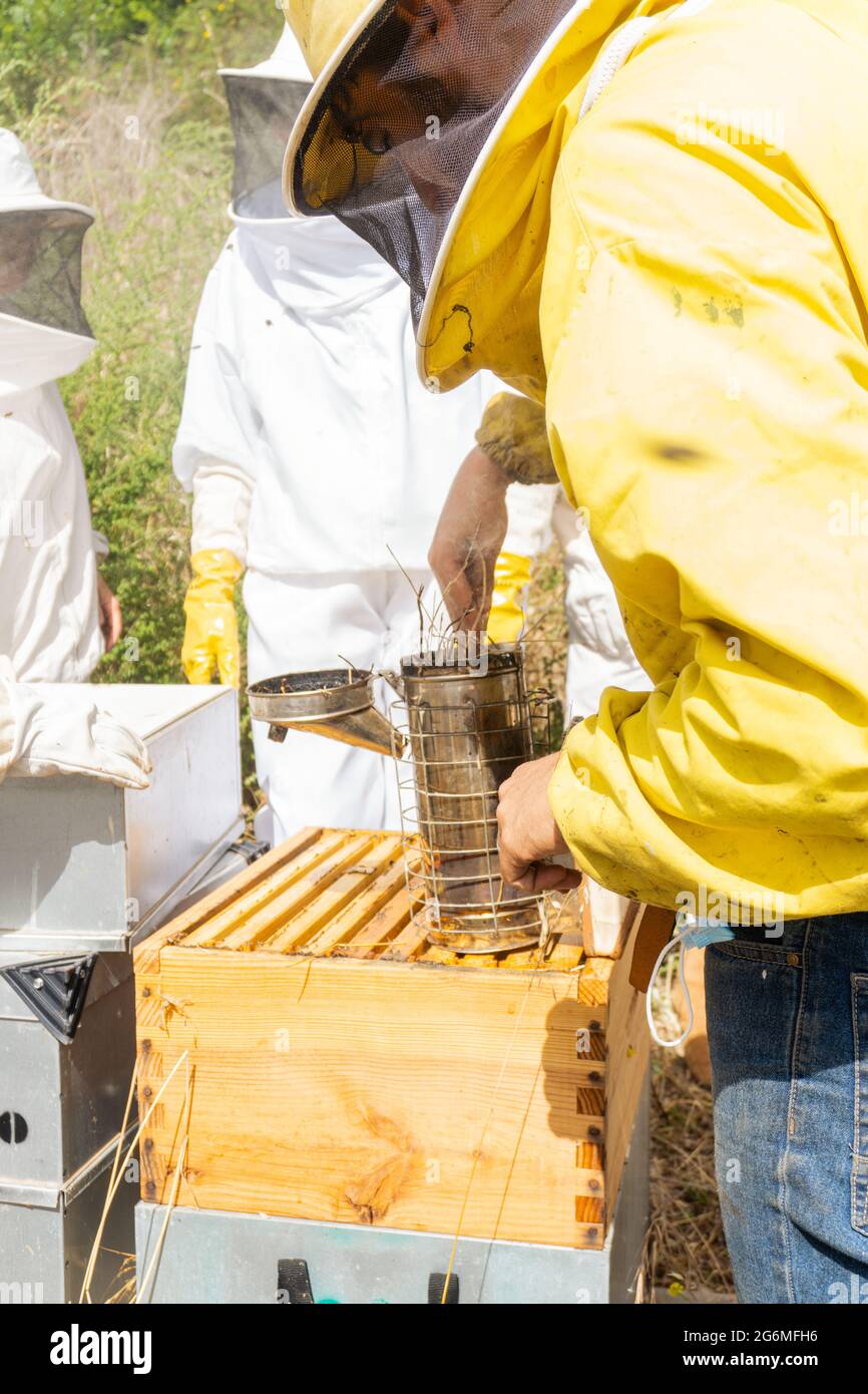 Apiculteurs fumant les ruches en utilisant un fumeur Banque D'Images