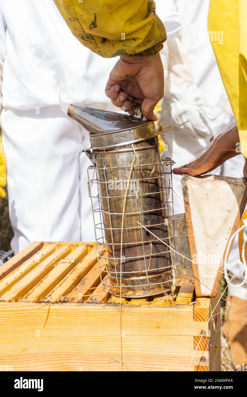 Apiculteurs fumant les ruches en utilisant un fumeur Banque D'Images