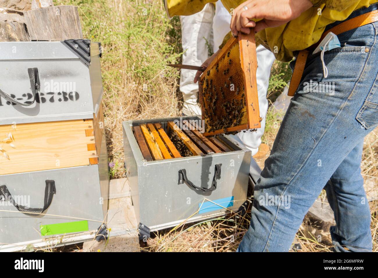 Les apiculteurs travaillent dur sur un ruelle. Concept moderne d'apiculture. Banque D'Images