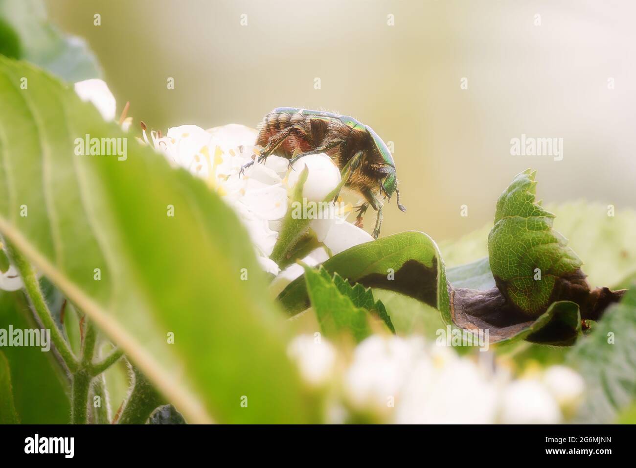Insecte de coléoptère vert sur fleur blanche, romantique et rêveur. Macro gros plan du chaserer de fleur, du chaserer de rose vert (Cetonia aurata), scarabée. Banque D'Images
