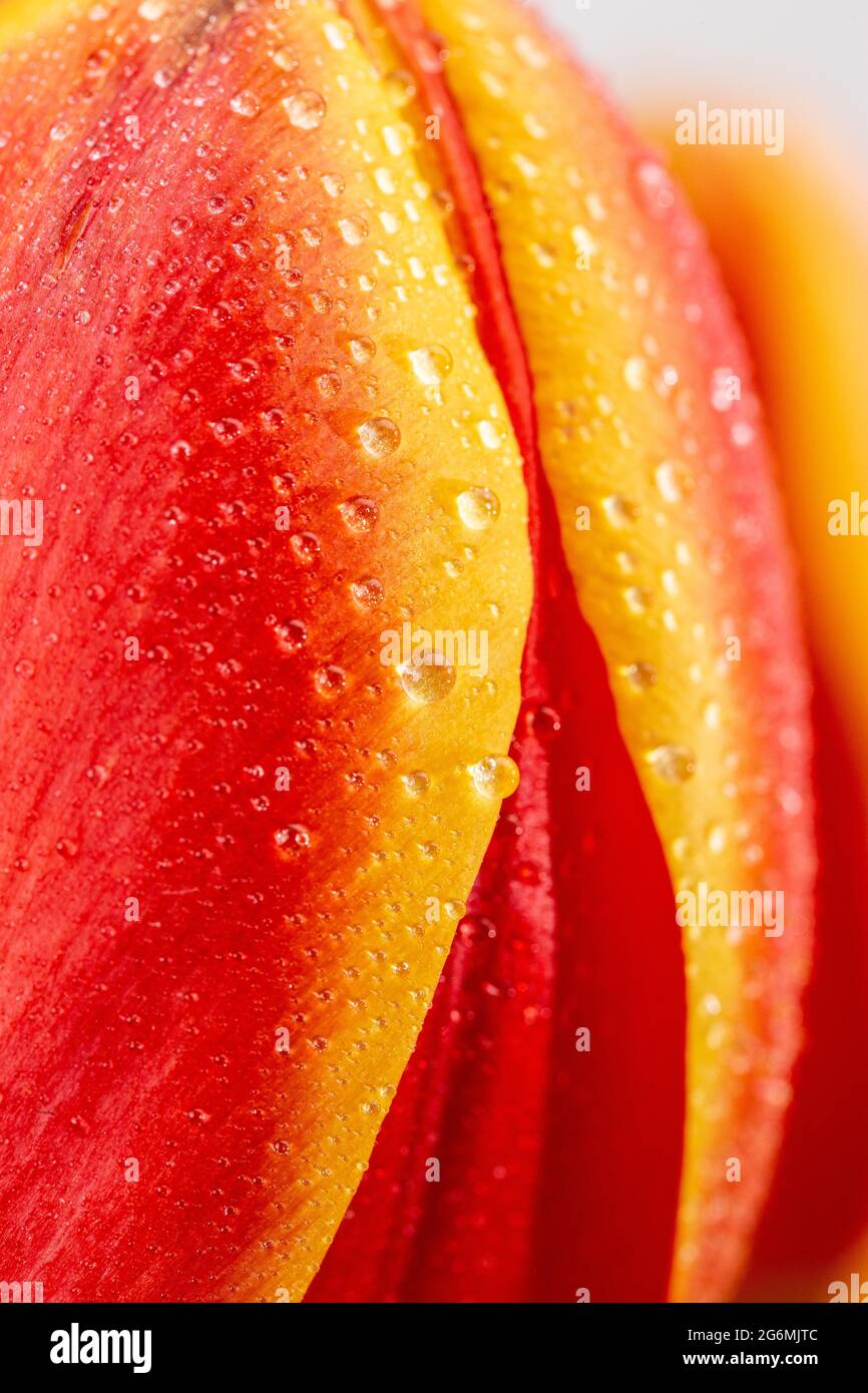 Une vue macro d'un magnifique Tulips orange et jaune frais Banque D'Images