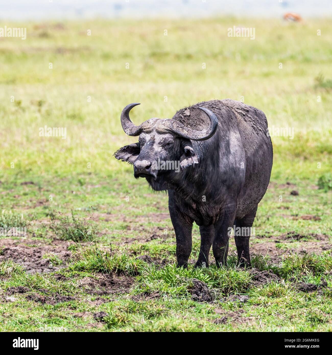 Le buffle du Cap ou de la savane du Sud, Syncerus caffer, la plus grande des quatre sous-espèces de buffles africaines. Ce jeune homme debout est couvert de boue et Banque D'Images
