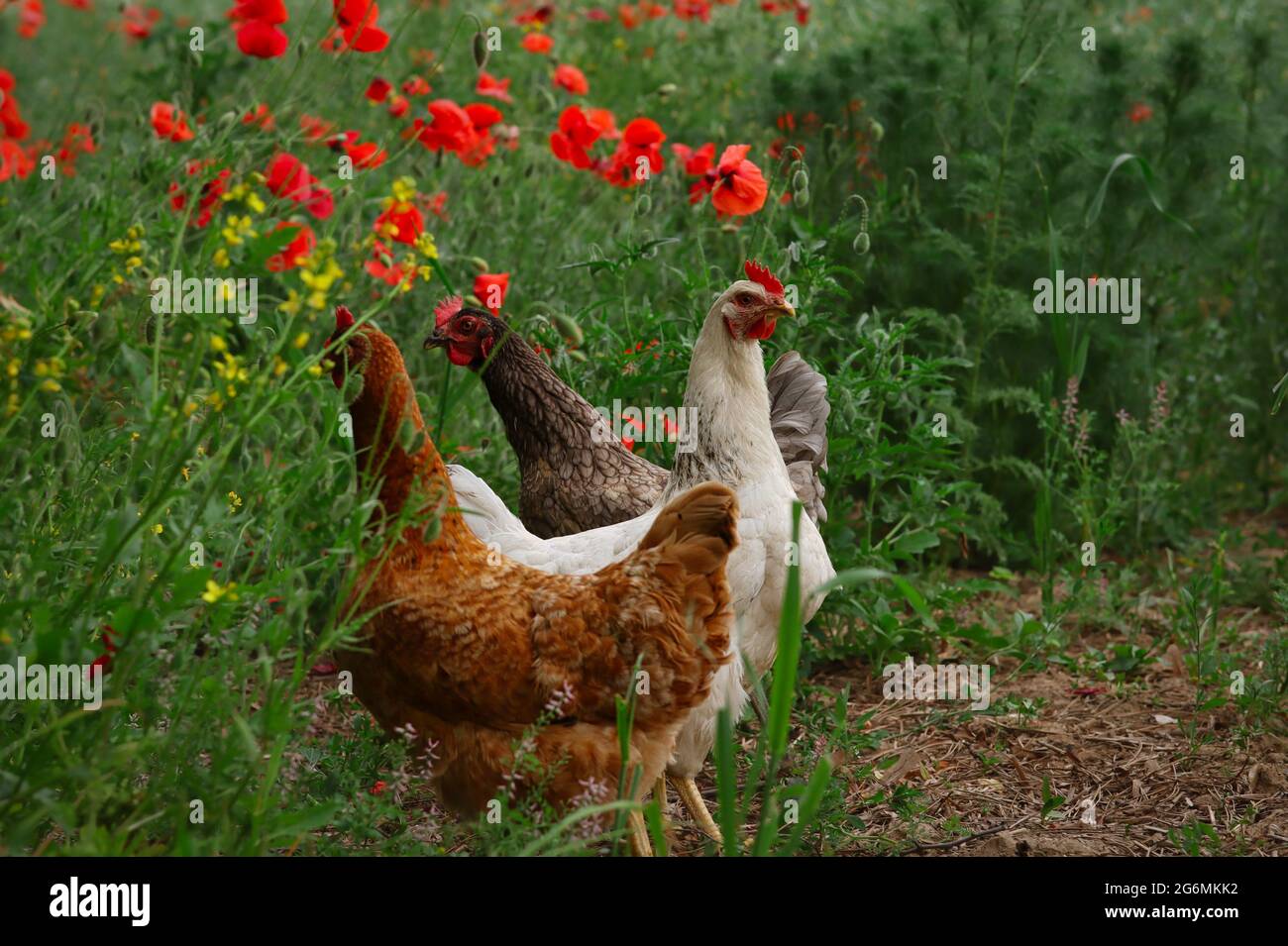 Trois femelles de poulet à côté de Common Poppy Field. Gallus Gallus domesticus et Papaver Rhoeas en campagne. Banque D'Images