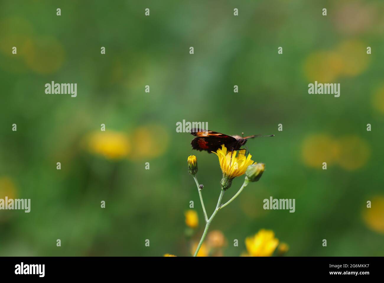 Aglais urticae avec antenne Pollinates Fleur jaune dans la nature. Beau petit Tortoiseshell papillon recueille le nectar de la plante à fleurs. Banque D'Images