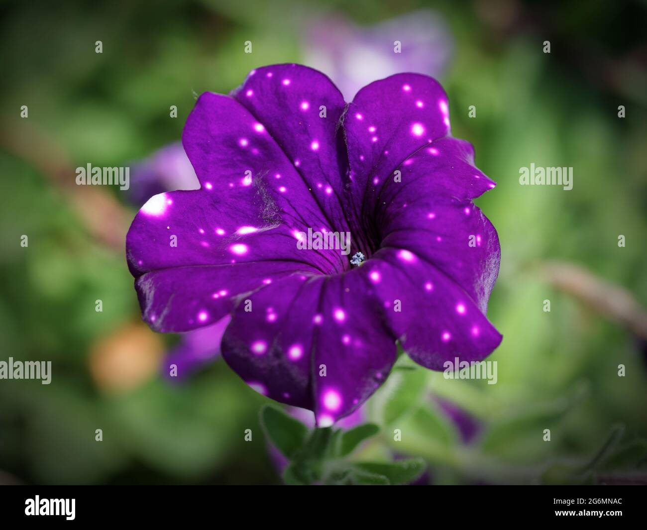 Fleur pétunia, gros plan. Fleur aux pétales variés. Couleur similaire à celle du motif ciel nocturne. Banque D'Images