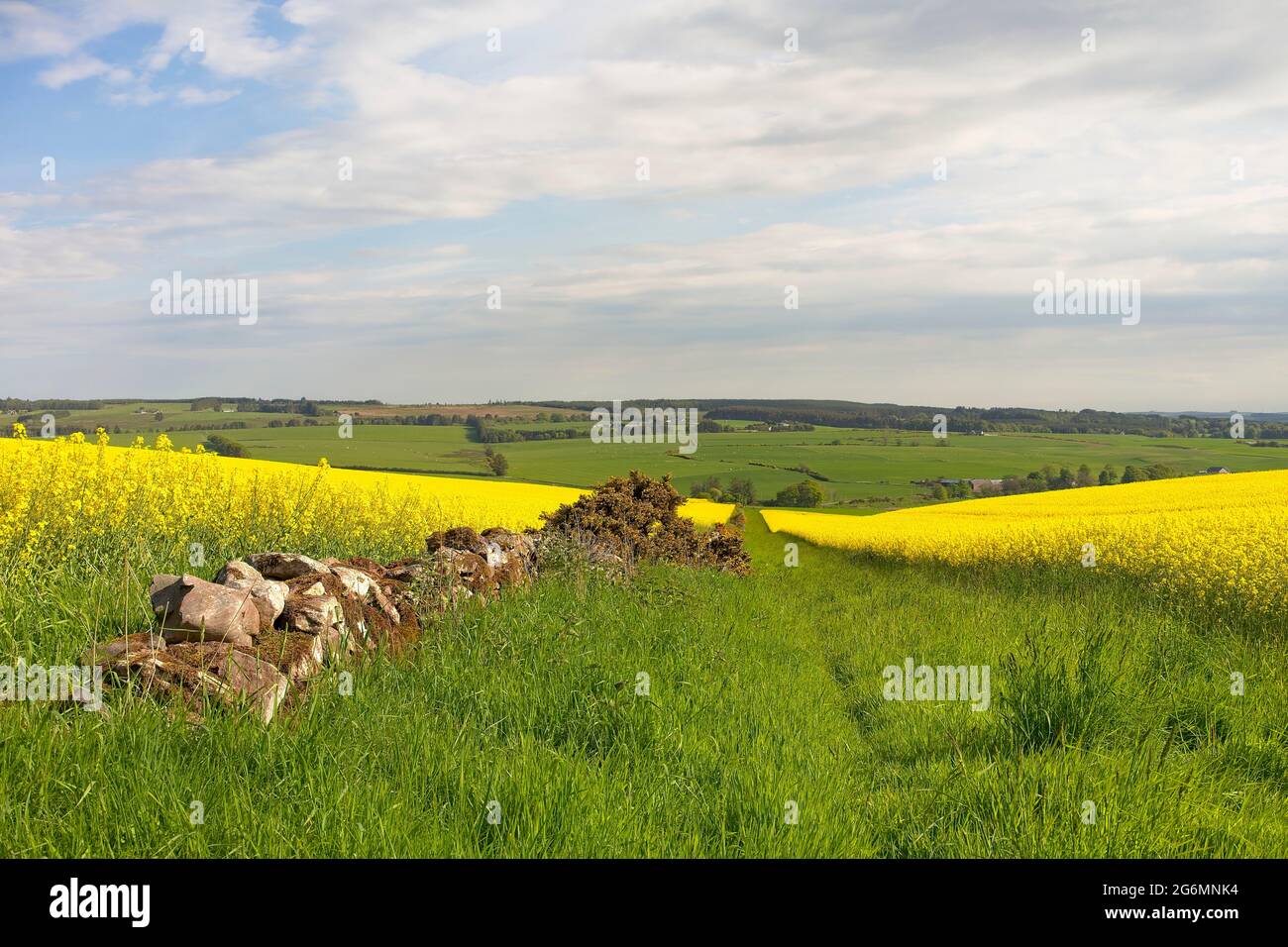 Champs de colza dans le nord-est de l'Écosse Banque D'Images