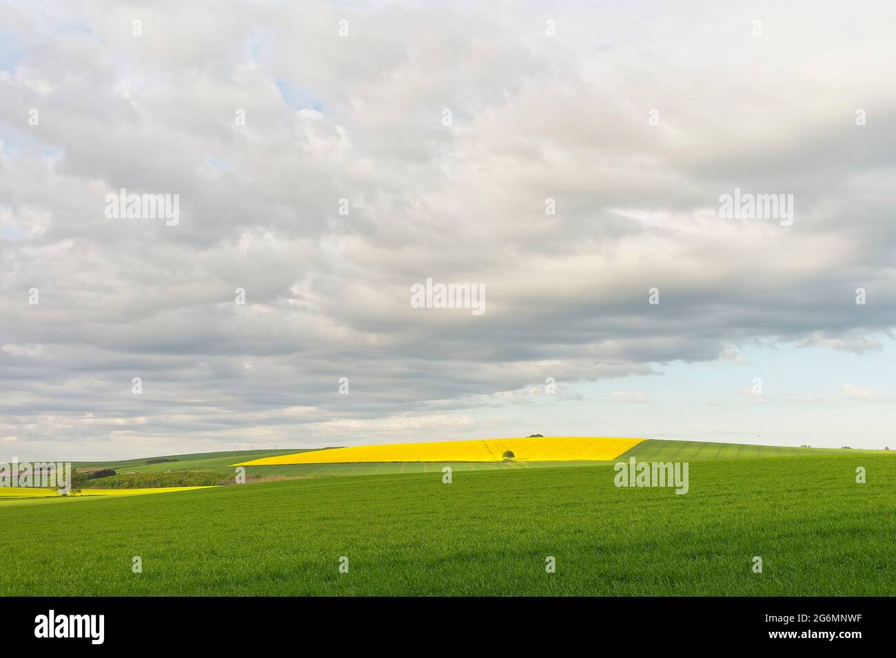 Champs de colza dans le nord-est de l'Écosse Banque D'Images